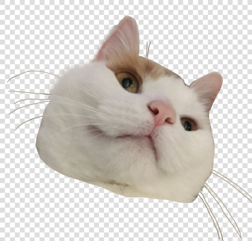  cat  kitty  aesthetic  png  cute  freetoedit   Png Aesthetic Cat Stickers  Transparent PngTransparent PNG