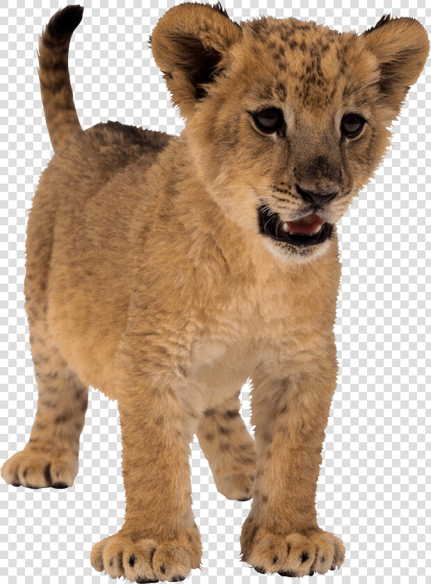 Download Small Lion Png Image Png Image Pngimg   Small Lion Png  Transparent PngTransparent PNG