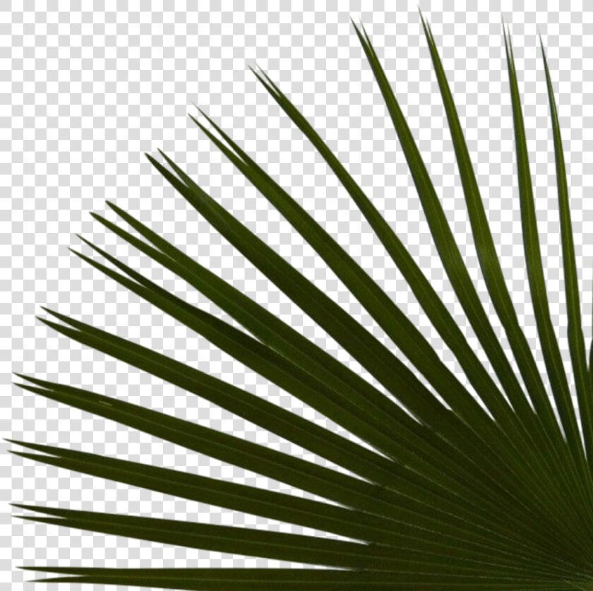 Right Palms Bottom Reduex   Saw Palmetto  HD Png DownloadTransparent PNG