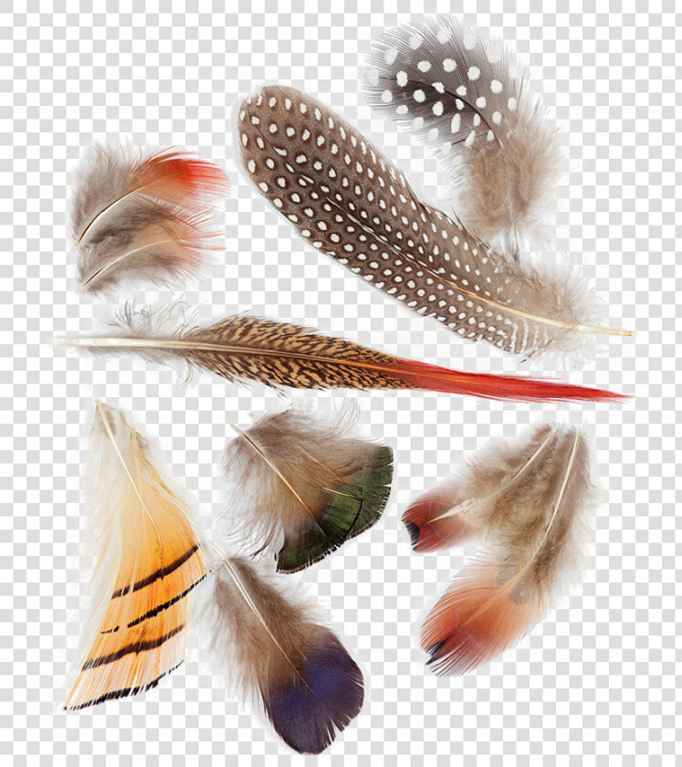 Bird Feather Png Background Image   Bird Feathers  Transparent PngTransparent PNG