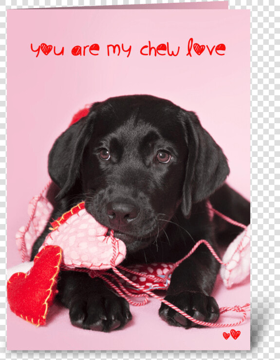 Chew Love Black Labrador Retriever Greeting Card   Black Lab Valentines  HD Png DownloadTransparent PNG