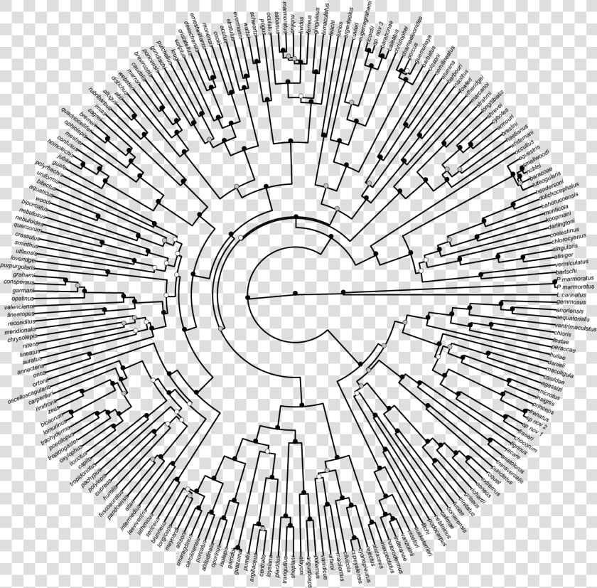 Phylogenetic Tree Of Life Png File  Transparent PngTransparent PNG