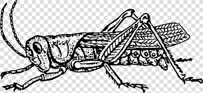 Art monochrome Photography carnivoran   Grasshopper In Black And White  HD Png DownloadTransparent PNG