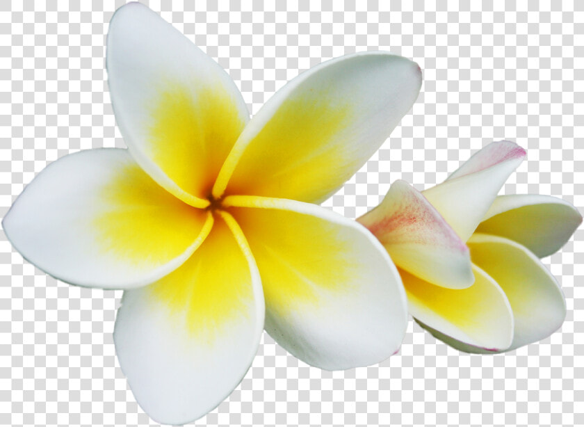 Frangipani   Frangipani Png  Transparent PngTransparent PNG