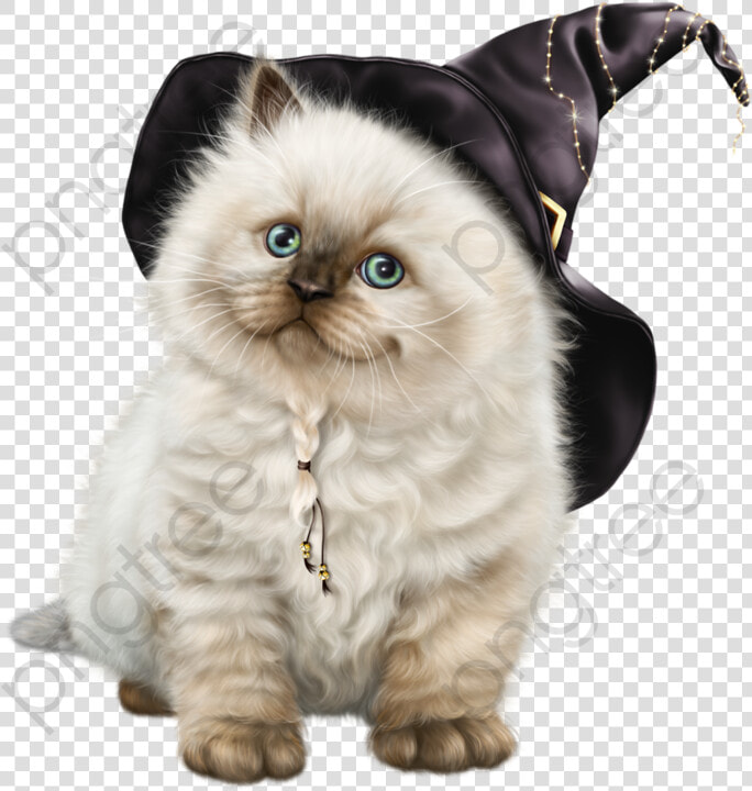 Transparent Hd Fat Cat Png Format Image With Size 800 800   Cat Wallpaper Hd Png  Png DownloadTransparent PNG