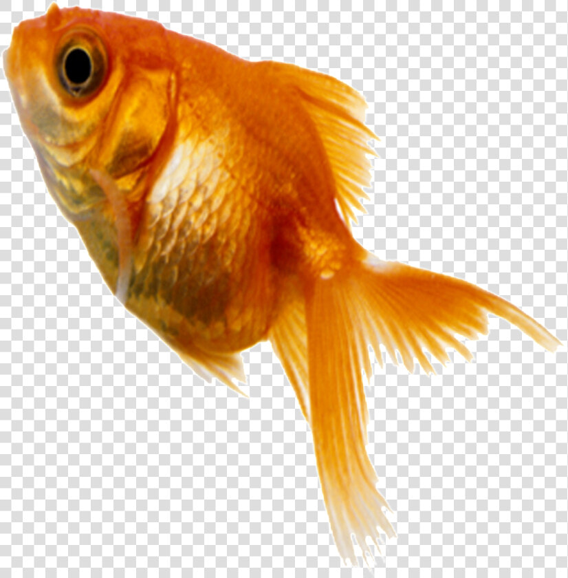 Download Aesthetically Small Static   Small Fish Png  Transparent PngTransparent PNG