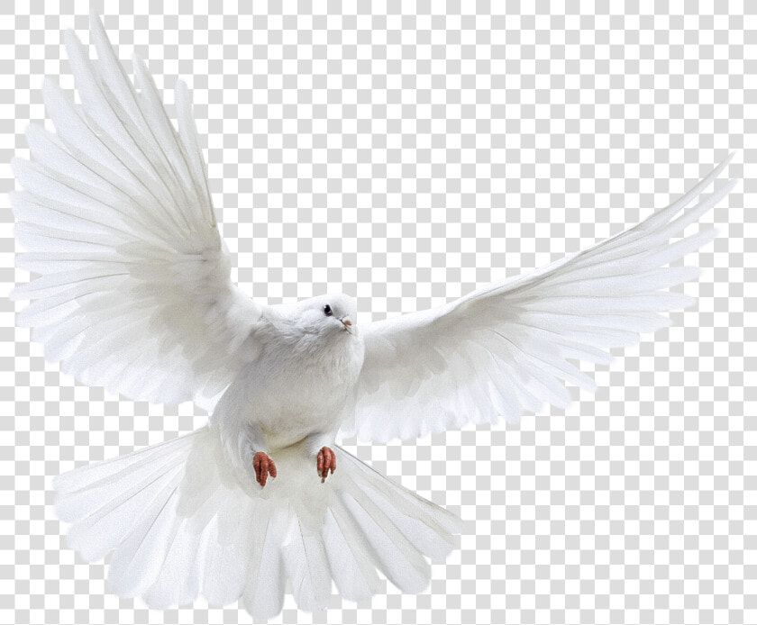 Download Pigeon Free Png Photo Images And Clipart   Nipsey Hussle Angel Wings  Transparent PngTransparent PNG