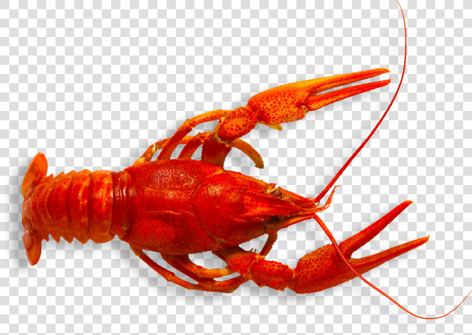 Spiny lobster   Crawfish Png  Transparent PngTransparent PNG