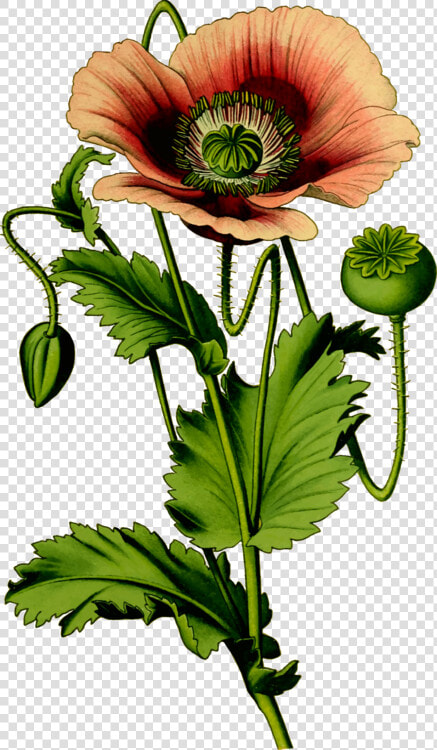 Plant flower petal   Opium Poppy Flower Clipart  HD Png DownloadTransparent PNG