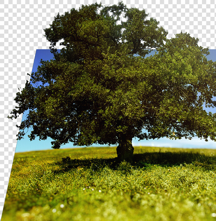 Tree And Nature   High Quality Pictures Trees  HD Png DownloadTransparent PNG