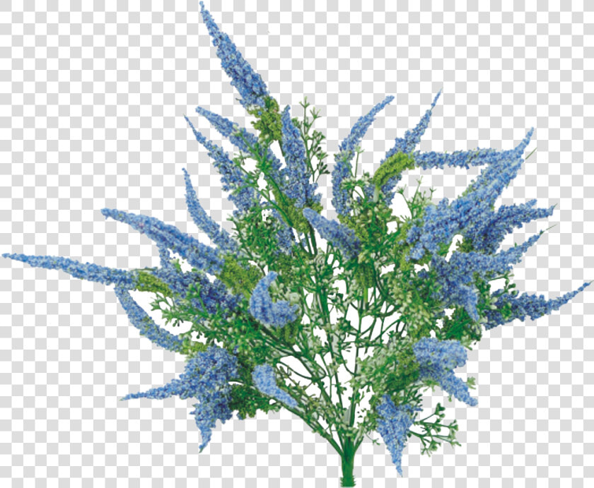 Blue Astilbe Bush   Delphinium  HD Png DownloadTransparent PNG