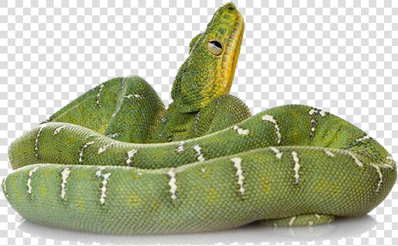 Green Snake Png File   Green Snake Transparent  Png DownloadTransparent PNG