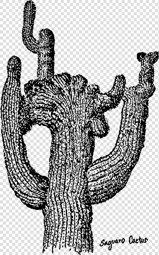 Saguaro Cactus Clip Arts   Clip Art Transparent Black And White Cactus Tall  HD Png DownloadTransparent PNG