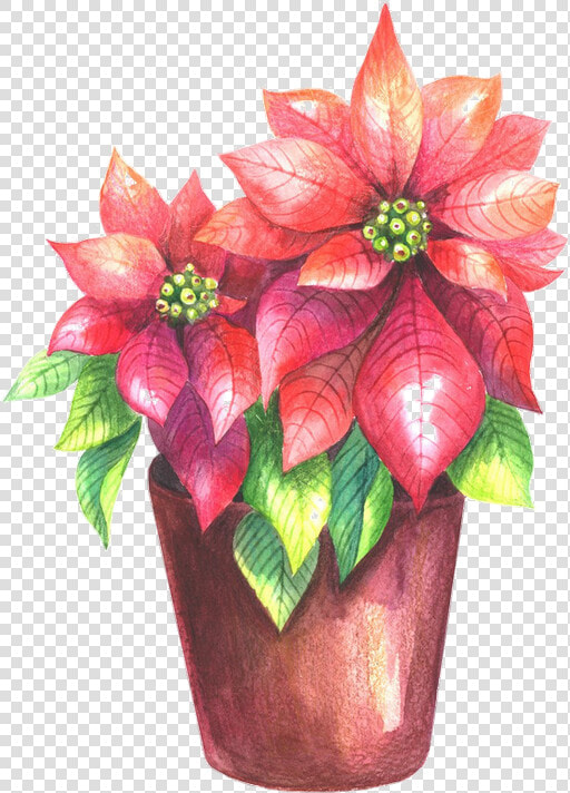 Poinsettia  HD Png DownloadTransparent PNG