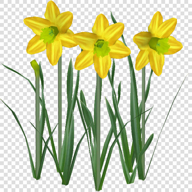 Narcissus  HD Png DownloadTransparent PNG