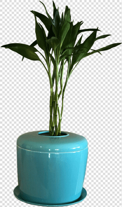 Houseplant  HD Png DownloadTransparent PNG