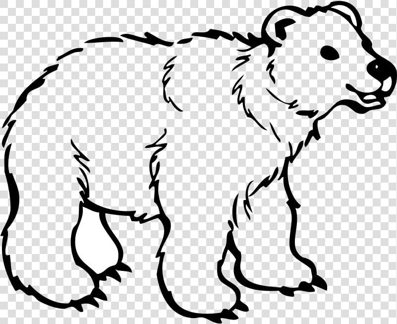 Polar Bear American Black Bear Brown Bear Drawing   Bear Clipart Black And White Outline  HD Png DownloadTransparent PNG