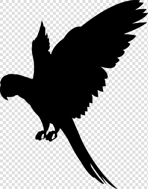 Transparent Flying Parrot Png   Parrot Silhouette Png  Png DownloadTransparent PNG