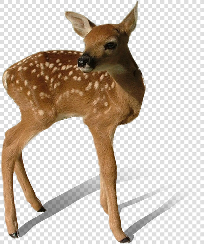 Download Transparent Deer Png   Transparent Background Deer Transparent  Png DownloadTransparent PNG