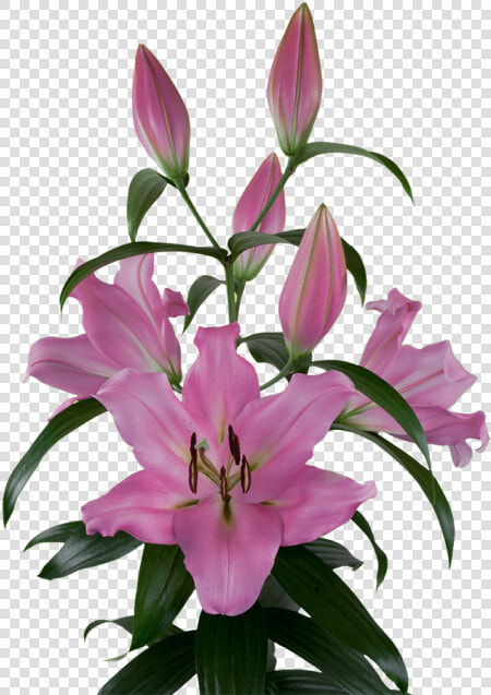 Lilium Bellamonte  HD Png DownloadTransparent PNG