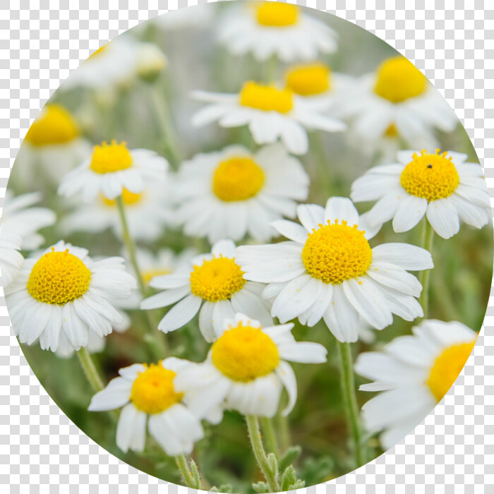 Roman Chamomile Flower  HD Png DownloadTransparent PNG