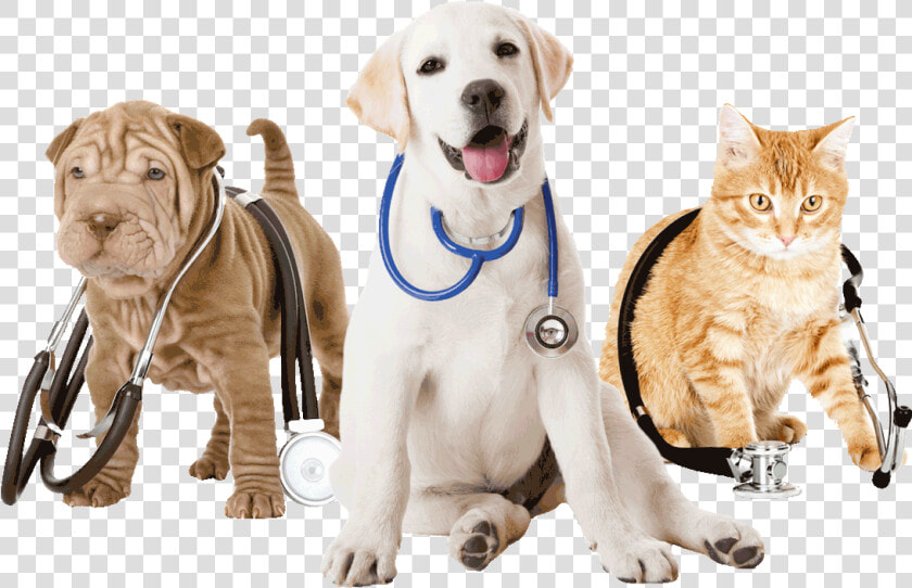 Veterinarian Png  Transparent PngTransparent PNG