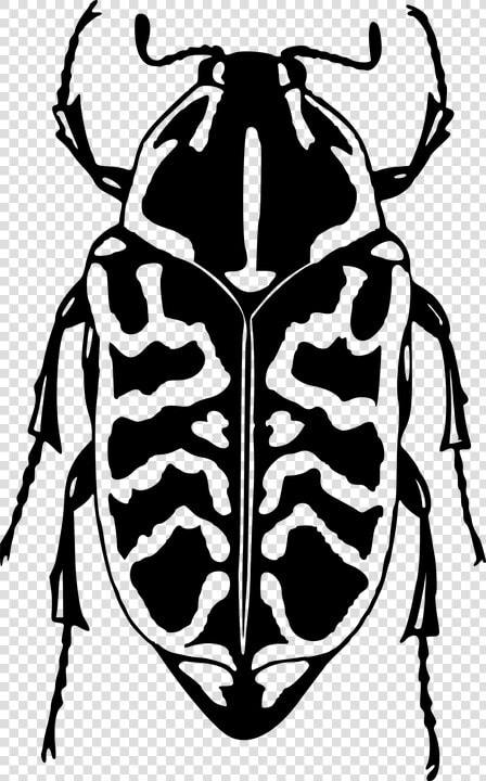 Ladybird Outline 19  Buy Clip Art   Scolyte Png  Transparent PngTransparent PNG