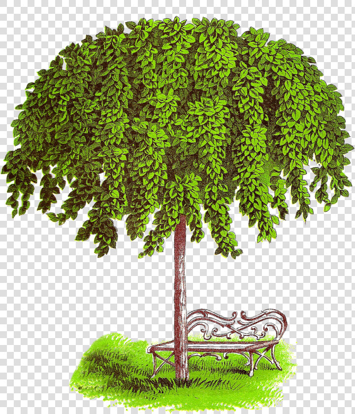 Tree Antiqueimages Blogspot  HD Png DownloadTransparent PNG