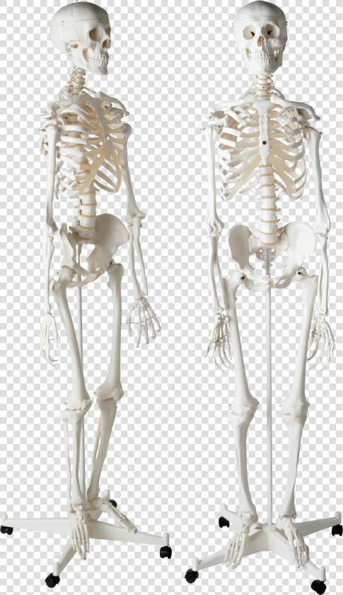 Skeleton Png   Скелет Человека Пнг  Transparent PngTransparent PNG