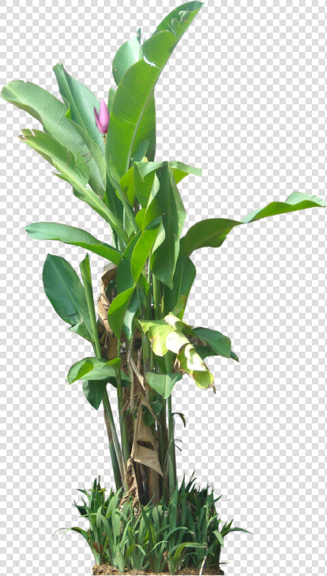 Tropical Plant Pictures   Tropical Plant Transparent  HD Png DownloadTransparent PNG