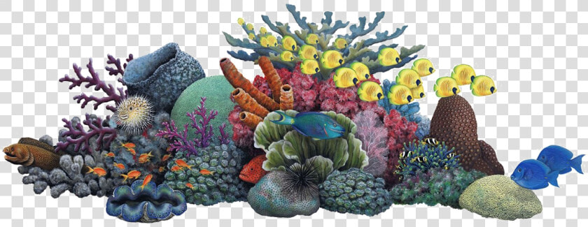 Coral Reef Clip Art   Coral Reef Clipart  HD Png DownloadTransparent PNG