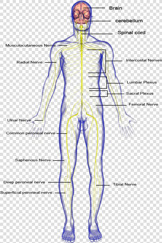 Nervous System Body Parts   Png Download   Nervous System Hd Part  Transparent PngTransparent PNG