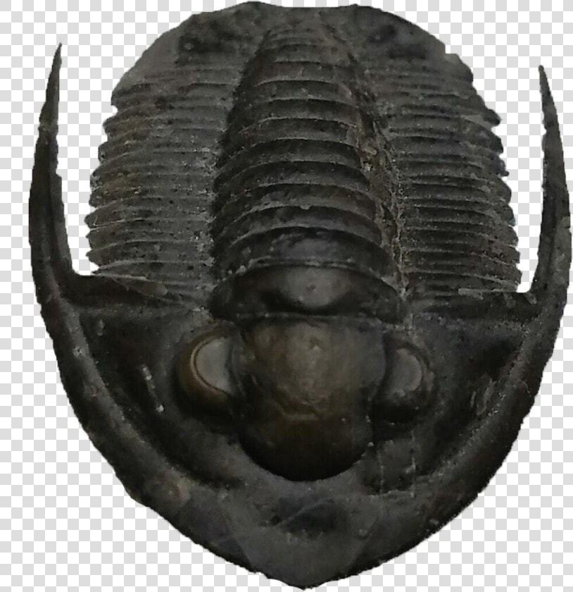 Trilobite  HD Png DownloadTransparent PNG