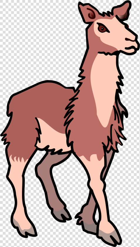 Transparent Lama Png   Llama Clipart Transparent Background  Png DownloadTransparent PNG