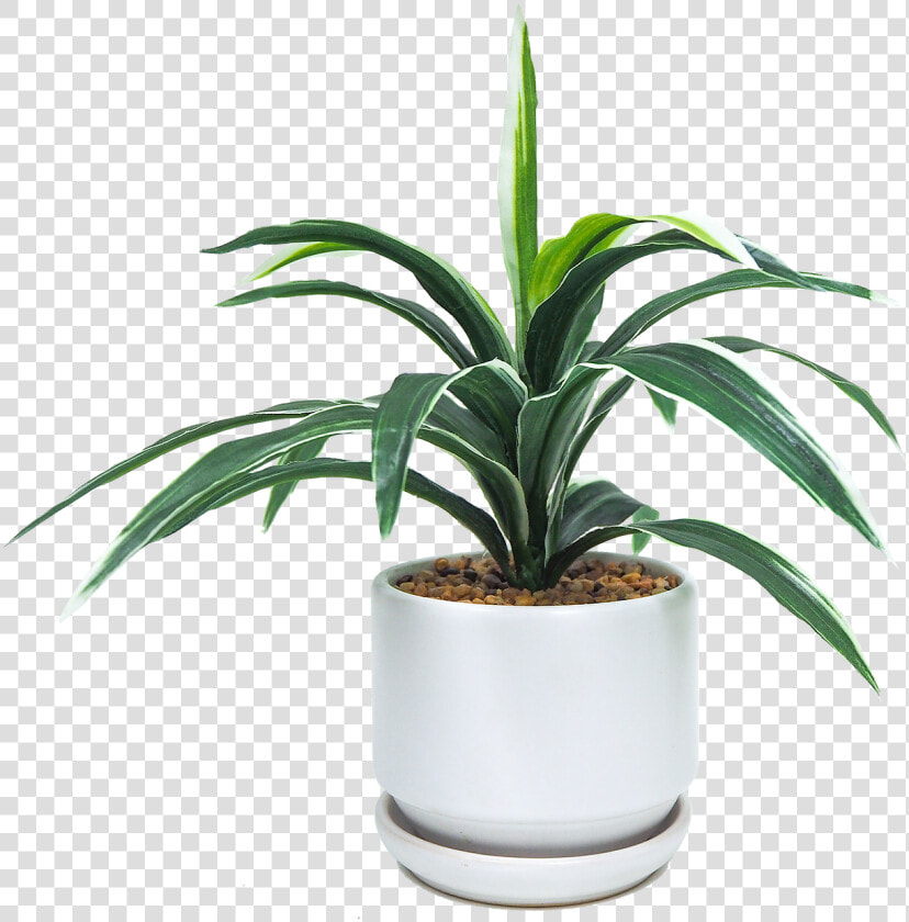 Houseplant  HD Png DownloadTransparent PNG