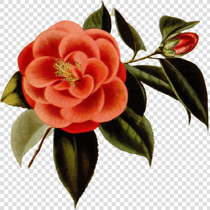 Scrapbooking Red Flower   Japanese Camellia  HD Png DownloadTransparent PNG