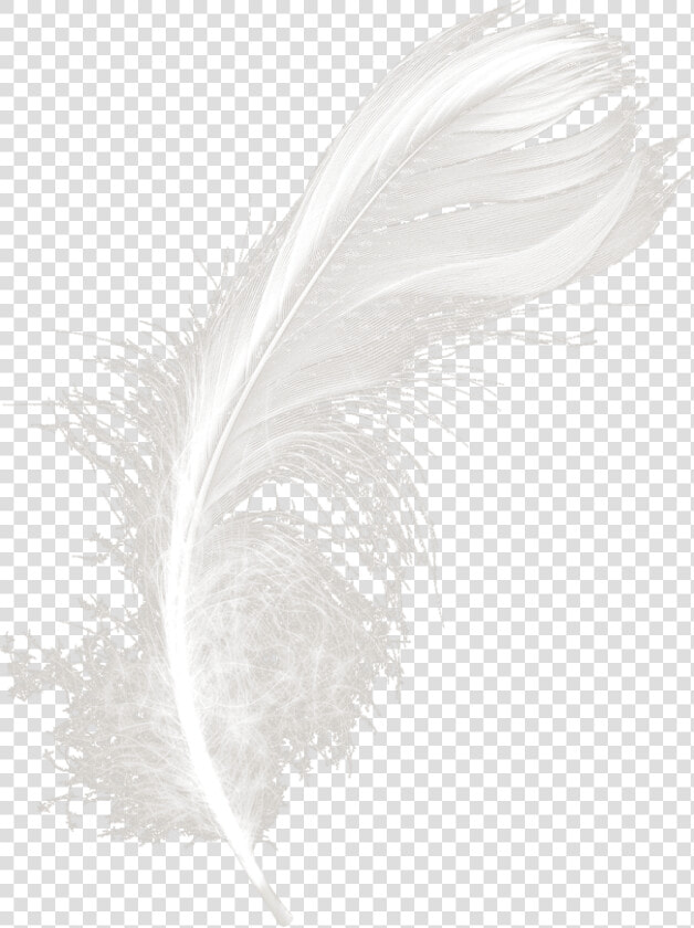 Feathers White Black Feather Download Hd Png Clipart   Feather  Transparent PngTransparent PNG