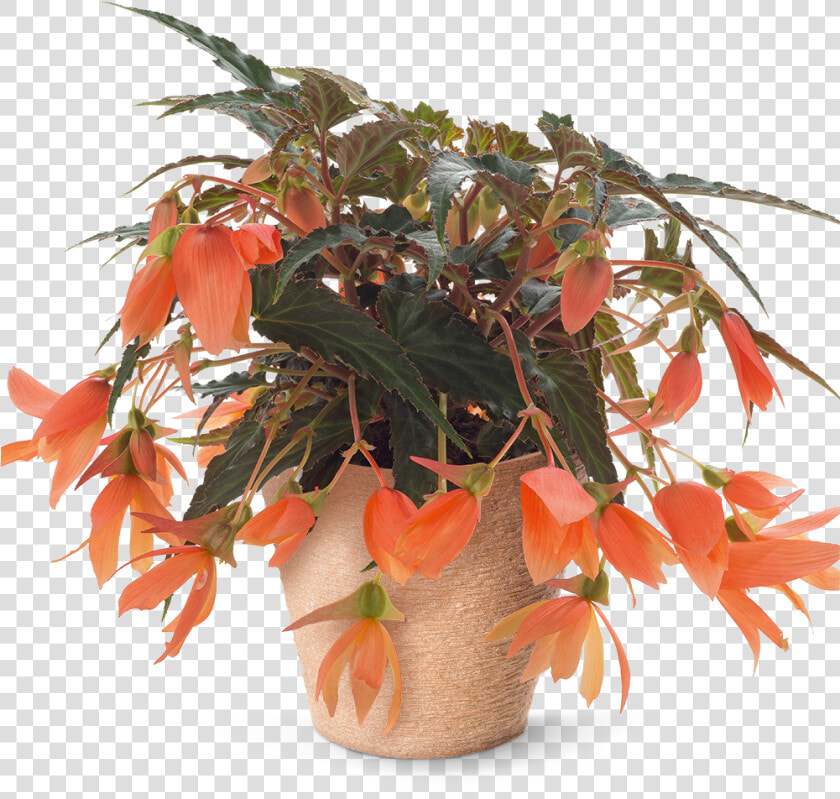 Pac® Begonia Sunbrero Salmon Sold Out   Houseplant  HD Png DownloadTransparent PNG