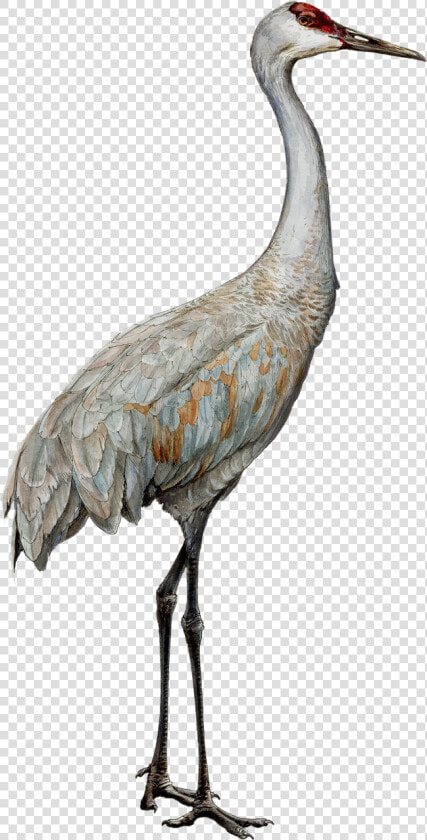 Transparent Heights Clipart   Sandhill Crane Clipart Transparent  HD Png DownloadTransparent PNG