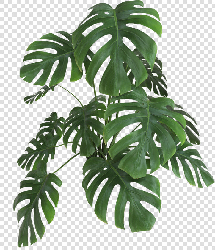   Planta Monstera Png   Png Download   Transparent Monstera Plant Png  Png DownloadTransparent PNG