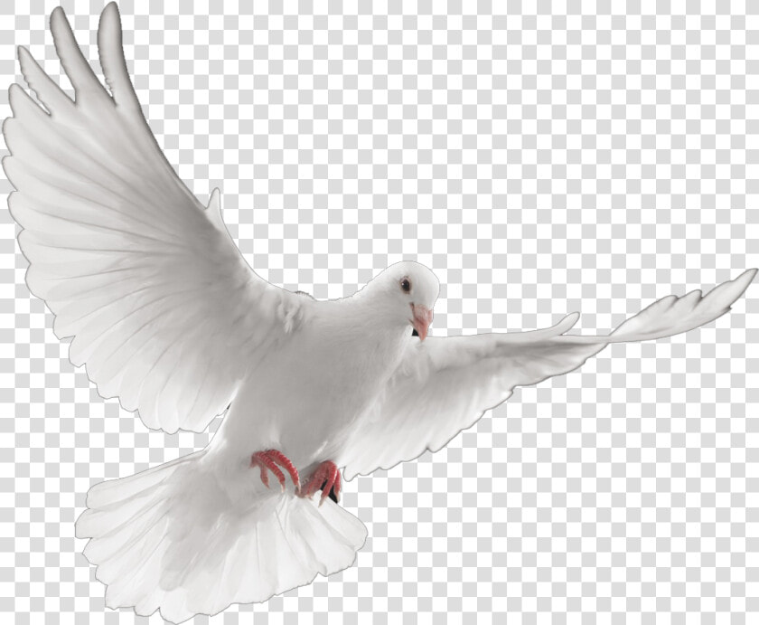 Dove Transparent Png Death   Palomas Blancas En Vuelo  Png DownloadTransparent PNG