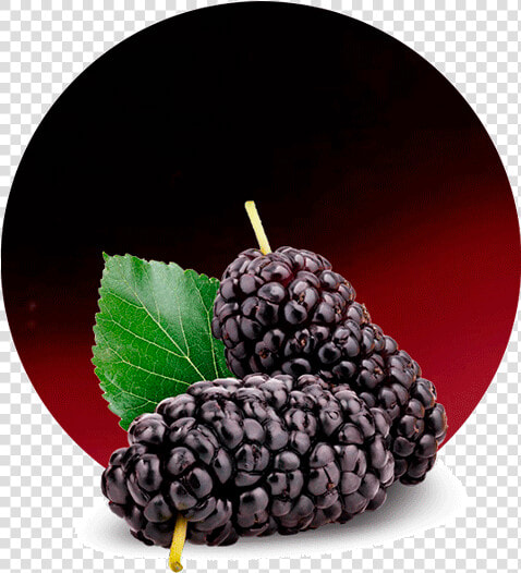 Blackberry Mulberry  HD Png DownloadTransparent PNG