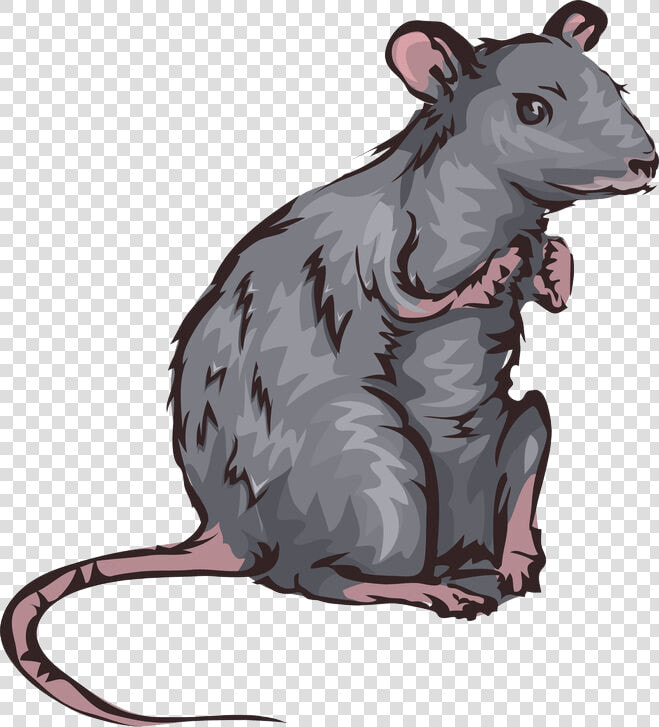 Rato Ilustração  HD Png DownloadTransparent PNG