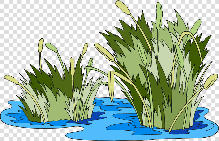 Swamp Vector Marsh Grass   Pantano Png  Transparent PngTransparent PNG