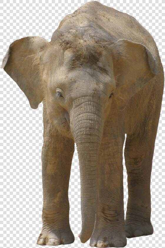 Trompa De Elefante Png  Transparent PngTransparent PNG