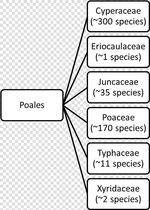 Poales Classification  HD Png DownloadTransparent PNG