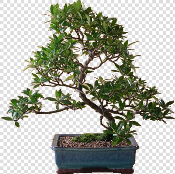  bonsaitree  bonsai  tree  arvore  planta   Sageretia Theezans  HD Png DownloadTransparent PNG