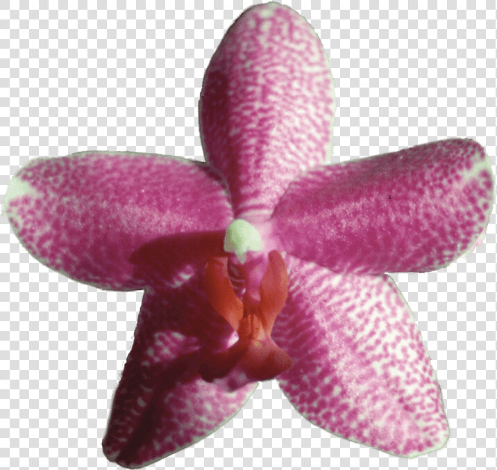 Gossamer Steel  Enduring Love   Orchids Of The Philippines  HD Png DownloadTransparent PNG