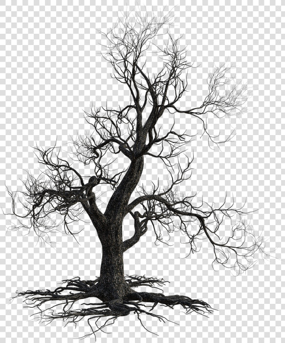 Dead Tree  Scary  Halloween  Nature  Autumn  Old   California Live Oak  HD Png DownloadTransparent PNG