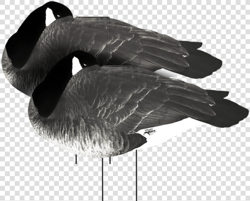 White Rock Canada Goose Flocked Head Sleeper Silhouette   Duck  HD Png DownloadTransparent PNG